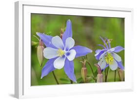 Blue Columbine, Rio Grande National Forest Colorado, USA-Charles Gurche-Framed Photographic Print