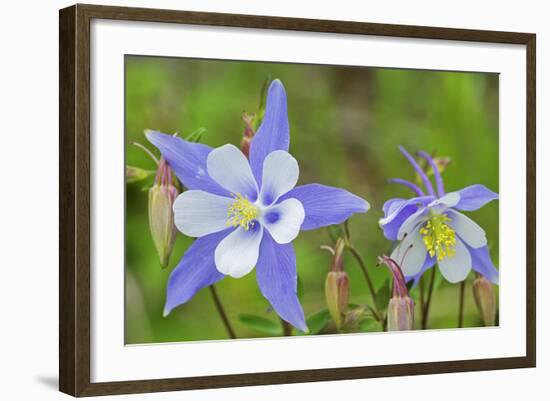 Blue Columbine, Rio Grande National Forest Colorado, USA-Charles Gurche-Framed Photographic Print