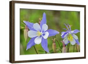 Blue Columbine, Rio Grande National Forest Colorado, USA-Charles Gurche-Framed Photographic Print