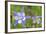 Blue Columbine, Rio Grande National Forest Colorado, USA-Charles Gurche-Framed Photographic Print