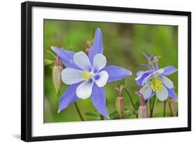 Blue Columbine, Rio Grande National Forest Colorado, USA-Charles Gurche-Framed Photographic Print