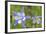 Blue Columbine, Rio Grande National Forest Colorado, USA-Charles Gurche-Framed Photographic Print