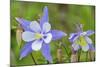 Blue Columbine, Rio Grande National Forest Colorado, USA-Charles Gurche-Mounted Photographic Print