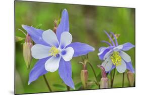 Blue Columbine, Rio Grande National Forest Colorado, USA-Charles Gurche-Mounted Photographic Print