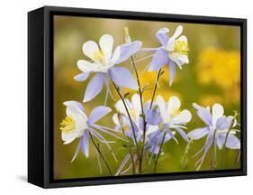 Blue Columbine-null-Framed Stretched Canvas