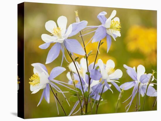 Blue Columbine-null-Stretched Canvas