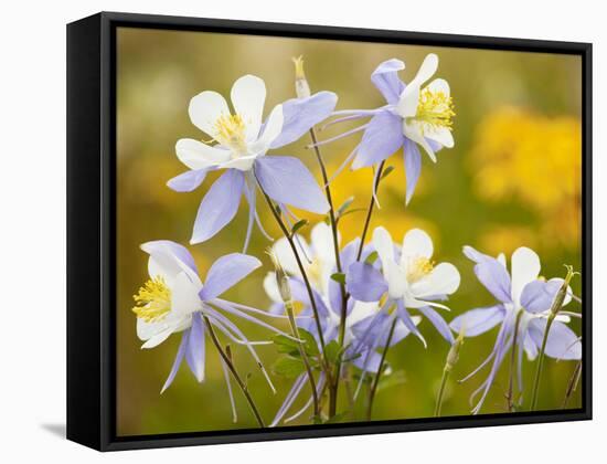 Blue Columbine-null-Framed Stretched Canvas