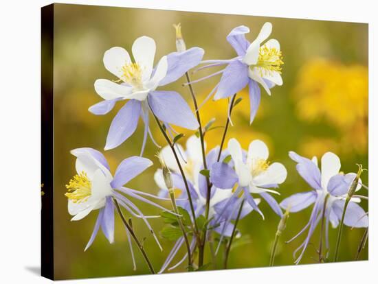 Blue Columbine-null-Stretched Canvas