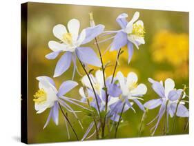 Blue Columbine-null-Stretched Canvas