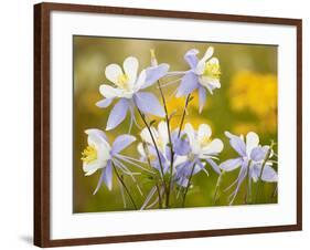 Blue Columbine-null-Framed Photographic Print