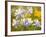 Blue Columbine-null-Framed Photographic Print