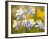 Blue Columbine-null-Framed Photographic Print