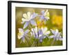 Blue Columbine-null-Framed Photographic Print