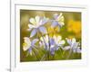 Blue Columbine-null-Framed Photographic Print