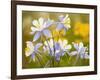 Blue Columbine-null-Framed Photographic Print