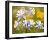 Blue Columbine-null-Framed Photographic Print