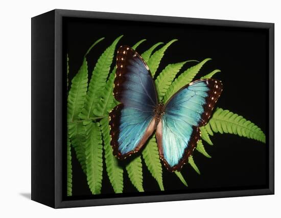 Blue Common Morpho Butterfly on Fern Frond-Kevin Schafer-Framed Stretched Canvas