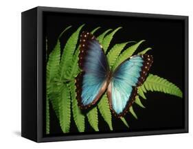 Blue Common Morpho Butterfly on Fern Frond-Kevin Schafer-Framed Stretched Canvas