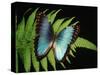 Blue Common Morpho Butterfly on Fern Frond-Kevin Schafer-Stretched Canvas