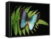 Blue Common Morpho Butterfly on Fern Frond-Kevin Schafer-Framed Stretched Canvas