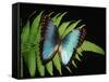 Blue Common Morpho Butterfly on Fern Frond-Kevin Schafer-Framed Stretched Canvas