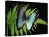 Blue Common Morpho Butterfly on Fern Frond-Kevin Schafer-Stretched Canvas