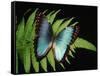 Blue Common Morpho Butterfly on Fern Frond-Kevin Schafer-Framed Stretched Canvas