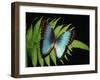 Blue Common Morpho Butterfly on Fern Frond-Kevin Schafer-Framed Premium Photographic Print