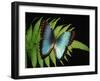 Blue Common Morpho Butterfly on Fern Frond-Kevin Schafer-Framed Premium Photographic Print