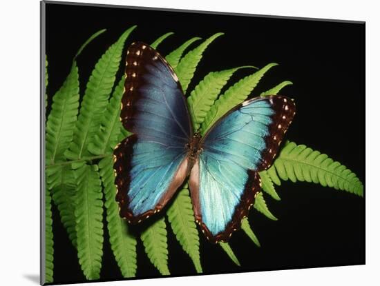 Blue Common Morpho Butterfly on Fern Frond-Kevin Schafer-Mounted Photographic Print
