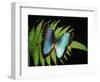 Blue Common Morpho Butterfly on Fern Frond-Kevin Schafer-Framed Photographic Print