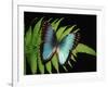 Blue Common Morpho Butterfly on Fern Frond-Kevin Schafer-Framed Photographic Print