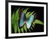 Blue Common Morpho Butterfly on Fern Frond-Kevin Schafer-Framed Photographic Print