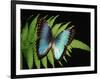 Blue Common Morpho Butterfly on Fern Frond-Kevin Schafer-Framed Photographic Print