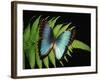 Blue Common Morpho Butterfly on Fern Frond-Kevin Schafer-Framed Photographic Print