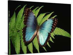 Blue Common Morpho Butterfly on Fern Frond-Kevin Schafer-Stretched Canvas