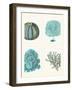 Blue Corals and Sea Urchins in 4 Panels-Fab Funky-Framed Art Print