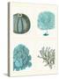Blue Corals and Sea Urchins in 4 Panels-Fab Funky-Stretched Canvas