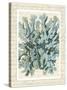 Blue Corals On VIntage Script c-Fab Funky-Stretched Canvas