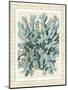 Blue Corals On VIntage Script c-Fab Funky-Mounted Art Print