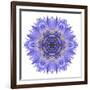 Blue Cornflower Mandala Flower Kaleidoscope-tr3gi-Framed Art Print