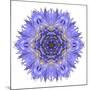 Blue Cornflower Mandala Flower Kaleidoscope-tr3gi-Mounted Art Print