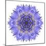 Blue Cornflower Mandala Flower Kaleidoscope-tr3gi-Mounted Art Print