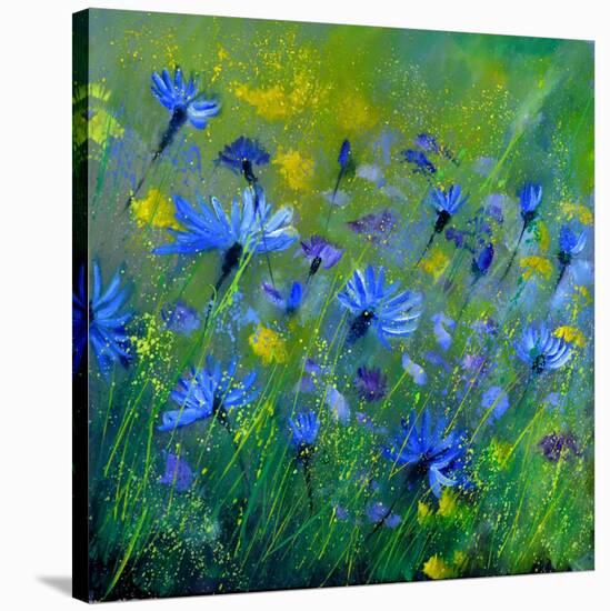 Blue Cornflowers 555160-Pol Ledent-Stretched Canvas