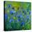 Blue Cornflowers 555160-Pol Ledent-Stretched Canvas