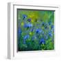 Blue Cornflowers 555160-Pol Ledent-Framed Art Print