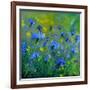 Blue Cornflowers 555160-Pol Ledent-Framed Art Print