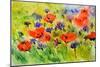Blue Cornflowers And Red Poppies-Pol Ledent-Mounted Premium Giclee Print