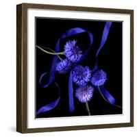 Blue Cornflowers-Magda Indigo-Framed Photographic Print