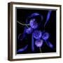 Blue Cornflowers-Magda Indigo-Framed Photographic Print